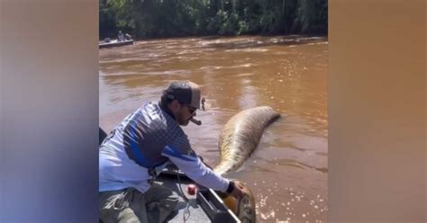 Pescador Encontra Sucuri De Metros Morta Em Rio De Ms Portal Top