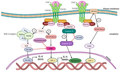 Cells Free Full Text The Role Of Inflammatory Mediators In