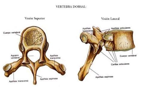 La Columna Vertebral Anatomía VÍdeos Y Teoría Anatomí­a