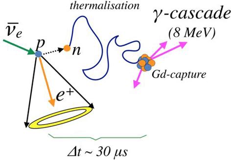 1 Schematic Diagram Of Inverse Beta Decay Ibd With Gdneutron Tagging