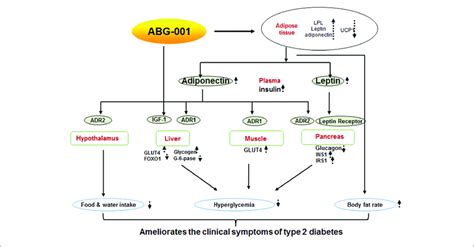 Proposed Mechanism Of Abg 001 Insulin And Adiponectin Signaling