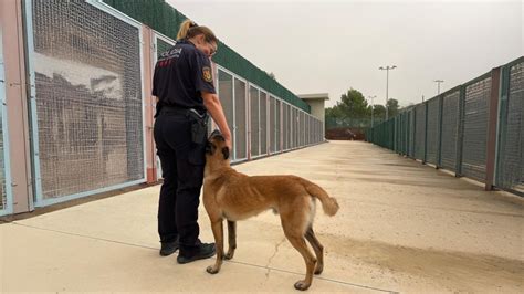 La Lucha De La Unidad Canina De Los Mossos Contra La Droga El Olfato