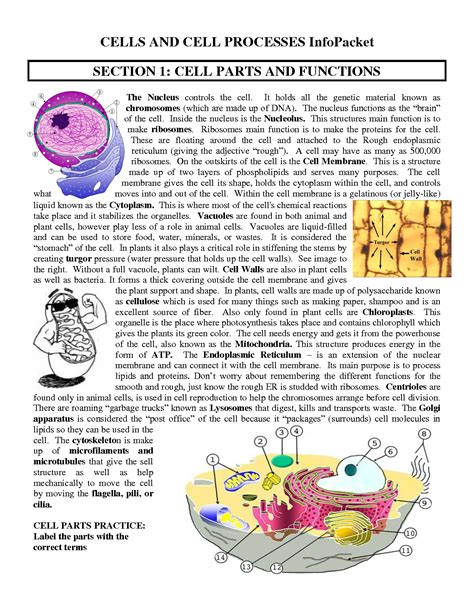 Cell Membrane Diagram Unlabeled