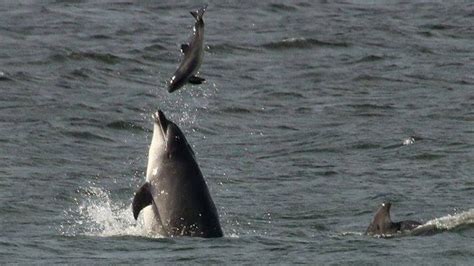 Dolphin Photographed Attacking Porpoise Off Aberdeen Bbc News