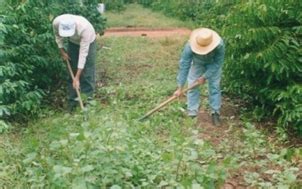 Diversified Weed Management In Coffee Revista Cultivar