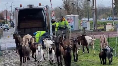 VIDEO Paris Roubaix brings out the goats to clean up Trouée d Arenberg