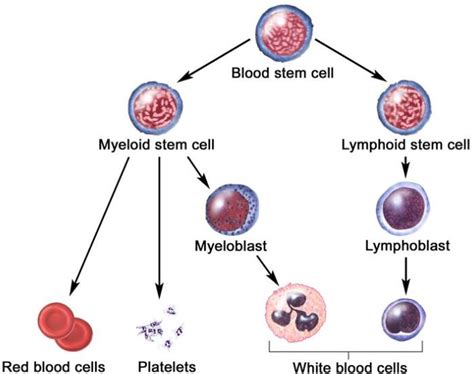 The hematopoietic stem cells: what are their origins, properties and ...