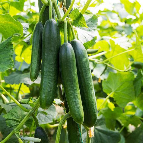 Cucumber La Diva Seeds Stocks And Green