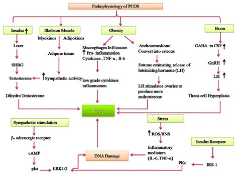 Schematic Representation Of Pathophysiology Of The Polycystic Ovarian