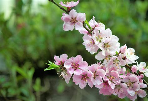 Fiori Di Pesco Quando Sbocciano E Come Coltivarli Garden4us