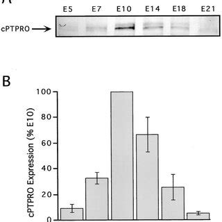 Cptpro Protein Is Developmentally Regulated In Embryonic Chick Brain