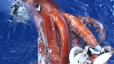 Giant Squid National Geographic