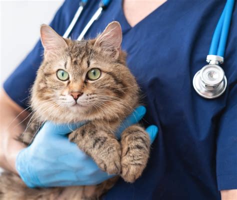 Herpesvirus Del Gatto Quali Sono I Sintomi E Quale La Cura