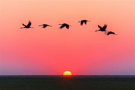 Learning to appreciate Beautiful Wild Birds: Sounds, and the City ...