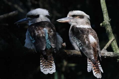 Laughing Kookaburra Facts - CRITTERFACTS