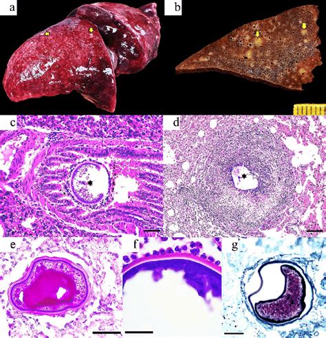 A Case 10 Adult Female E Sexcinctus The Left Lung Lobes Have Download Scientific Diagram