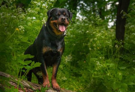 Les Races De Chien Qui Ont Les M Choires Les Plus Puissantes