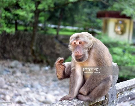 A Tibetan macaque is spotted at the Wuyishan National Park on July... News Photo - Getty Images