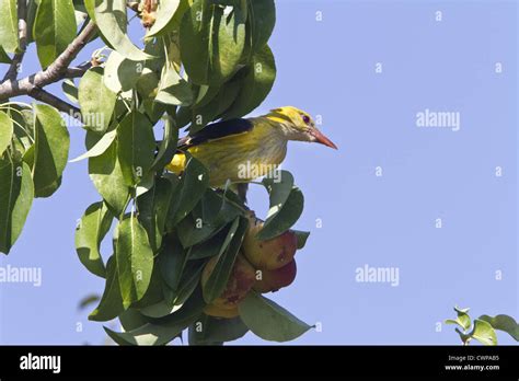 Adult Male Golden Oriole On Pear Tree Stock Photo Alamy