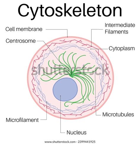 Structure Function Cytoskeleton Stock Vector (Royalty Free) 2399441925 ...