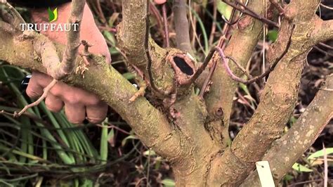 La Taille Du Pommier Jardinerie Truffaut TV Tailler Un Pommier