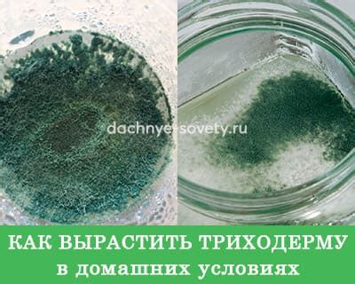 Как вырастить триходерму в домашних условиях на чем угодно