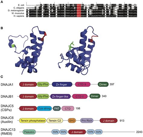 Frontiers The Role Of Co Chaperones In Synaptic Proteostasis And