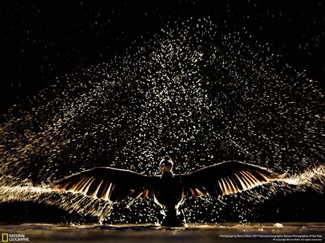 As Melhores Das Melhores National Geographic Anuncia As Fotografias