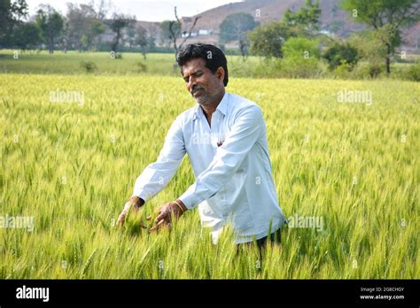 Indian farmer at wheat field Stock Photo - Alamy