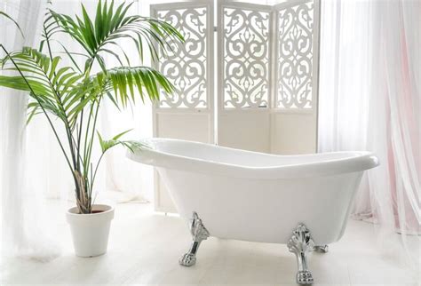 8 Best Feng Shui Plants for the Bathroom - Petal Republic