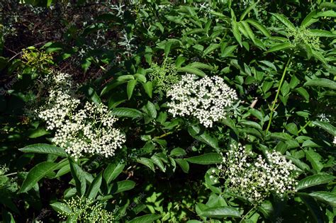 Ramas Hojas Y Flores Del Saúco Sambucus Nigra Foto Premium