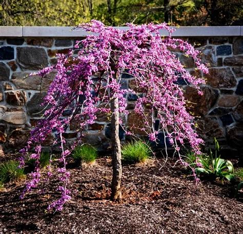 Traveller Weeping Redbud Trees For Sale Online | The Tree Center