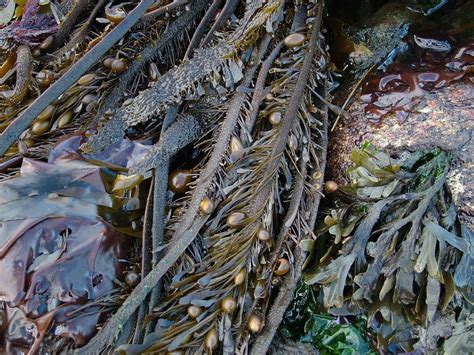 Rockweed Brown Algae