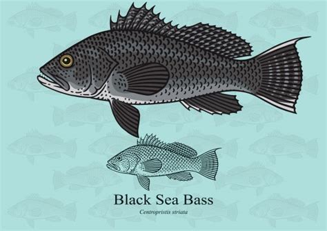 Black Sea Bass Facts And Information Guide American Oceans