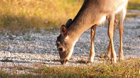 Key Deer Endangered Species That Lives Stock Footage Video (100% Royalty-free) 1098435105 ...