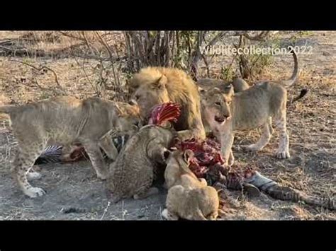 Lions Feast On Zebra While One Lioness Take Over Leopard Kill YouTube