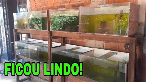 PRATELEIRA DE AQUÁPISOS DE GUPPYS YouTube