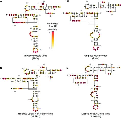 Histidine Accepting Trna Like Structures Adopt A Conserved Secondary