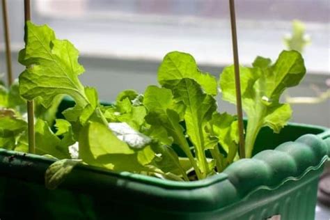 Lettuce Plant Spacing for Optimal Growth - Urban Garden Gal