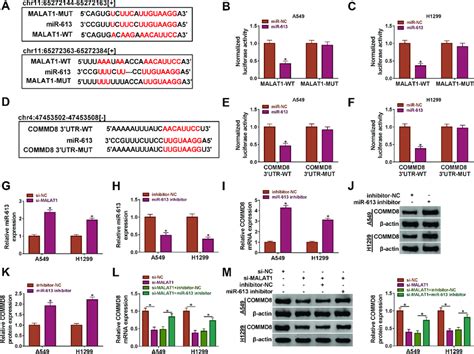 MALAT1 Targeted MiR 613 To Regulate The Expression Of COMMD8 A The