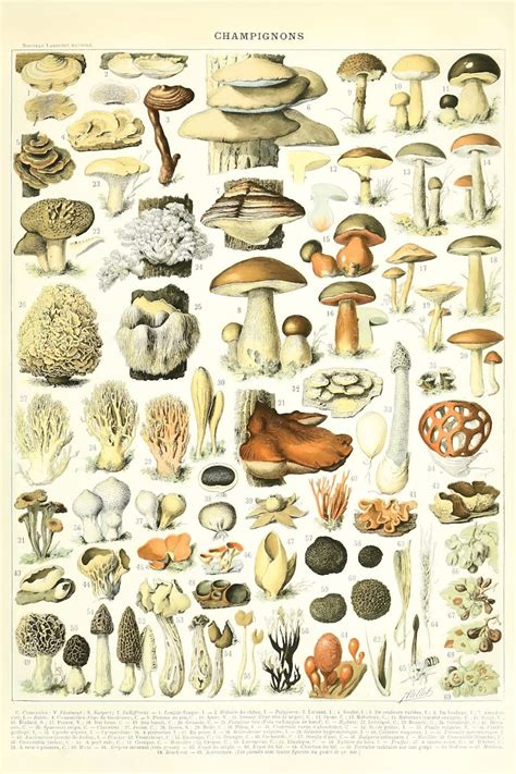 Mushrooms Chart Tear Proof Poster Champignons Fungi Diagram Wall Art