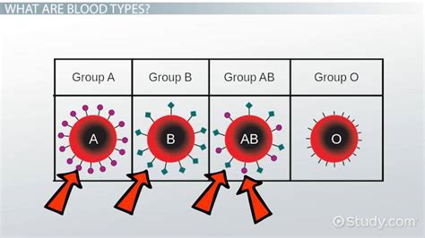 Blood Type Genotypes Characteristics Inheritance And Transfusion