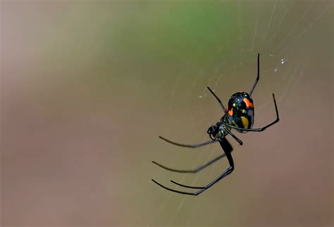 Black Widow Spider Web Identification