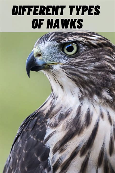 Types Of Hawks In The World Identification W Pictures