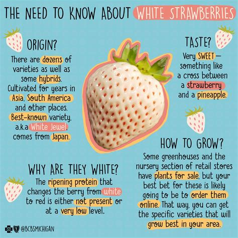 Everything You Need To Know About White Strawberries A Healthier Michigan