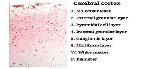 Cerebral Cortex Histology Labeled