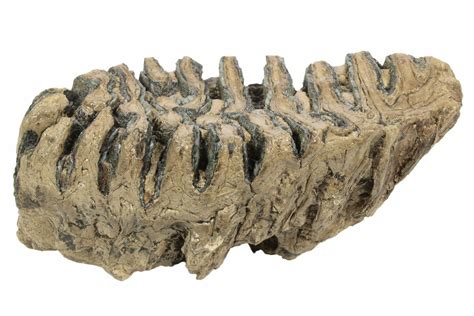 6.5" Partial Woolly Mammoth Fossil Molar - Poland (#235269) For Sale ...