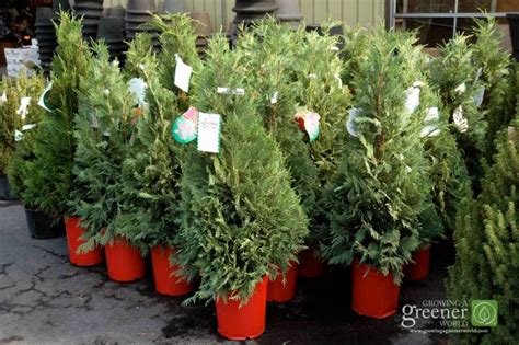 Choosing a Live Christmas Tree-GrowingAGreenerWorld.com