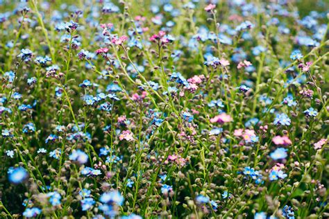 Fotos gratis naturaleza césped campo prado hierba cultivo