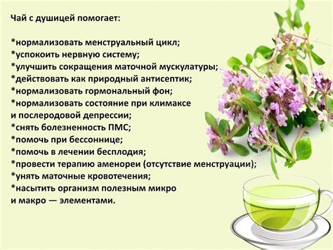 Душица лечебные свойства и противопоказания, фото, рецепты